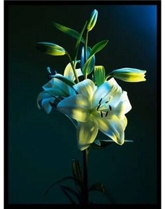 Постер Citydecor Цветы 6