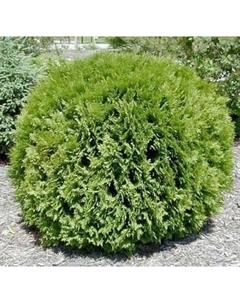 Саженец кустарника Красный клен Туя западная Woodwardii