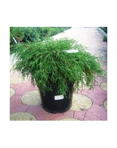 Саженец кустарника Красный клен Кипарисовик горохоплодный Filifera Nana