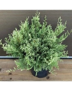 Саженец кустарника Красный клен Кипарисовик горохоплодный White Beauty