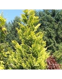 Саженец кустарника Красный клен Кипарисовик Лавсона Ivonne