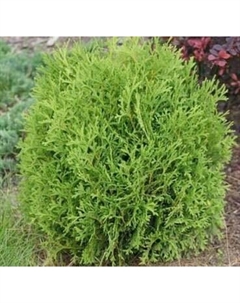 Саженец дерева Красный клен Туя западная Hoseri