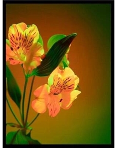 Постер Citydecor Цветы 4