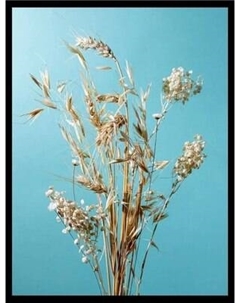 Постер Citydecor Цветы 14