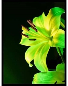 Постер Citydecor Цветы 13