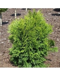 Саженец кустарника Красный клен Туя западная Tip Top