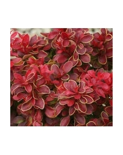 Саженец кустарника Красный клен Барбарис тунберга Admiration