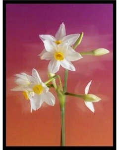 Постер Citydecor Цветы 7