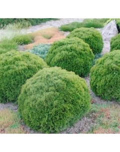 Саженец кустарника Красный клен Туя западная Danica