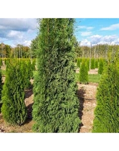 Саженец дерева Красный клен Туя западная Columna