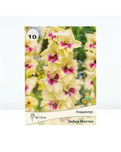 Гладиолус крупноцветковый «Эмбер Мистик», луковица цветов в пакете с перфорацией, р-р 10/12, 10 шт. Поиск
