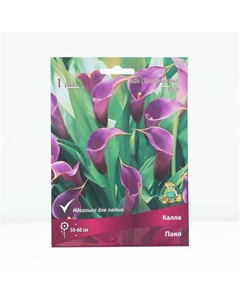 Луковица Калла Пако, р-р 14/16, 1 шт. Поиск