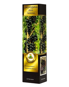 Саженец Смородина черная «Чаровница», туба, плодовый, 1 шт. Поиск