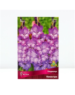 Гладиолус крупноцветковый «Кемистри», луковица цветов в пакете с перфорацией, р-р 12/14, 5 шт. Поиск
