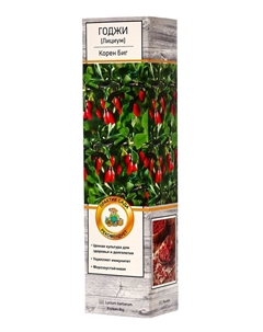 Годжи (Лициум, Дереза обыкновенная) «Корен Биг»,саженец, плодовый, 1 шт., туба Поиск