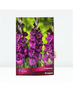 Гладиолус крупноцветковый «Астарта», луковица цветов в пакете с перфорацией, р-р 10/12, 10 шт. Поиск