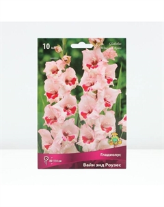 Гладиолус крупноцветковый «Вайн энд Роузес», луковица цветов в пакете с перфорацией, р-р 10/12, 10 шт. Поиск