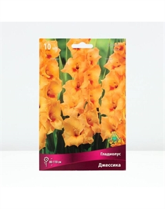 Гладиолус крупноцветковый «Джессика», луковица цветов в пакете с перфорацией, р-р 10/12, 10 шт. Поиск