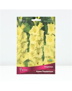 Гладиолус крупноцветковый «Крим Перфекшн»,луковица цветов в пакете с перфорацией, р-р 10/12, 10 шт. Поиск