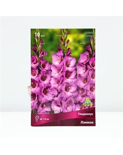 Гладиолус крупноцветковый «Лэннон», луковица цветов в пакете с перфорацией, р-р 10/12, 10 шт. Поиск