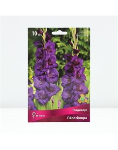 Гладиолус крупноцветковый «Пёпл Флора», луковица цветов в пакете с перфорацией, р-р 10/12, 10 шт. Поиск