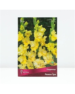 Гладиолус гофрированный «Лемон Три», луковица цветов в пакете с перфорацией, р-р 12/14, 5 шт. Поиск