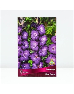 Гладиолус крупноцветковый «Кум Сьюс»,луковица цветов в пакете с перфорацией, р-р 10/12, 10 шт. Поиск