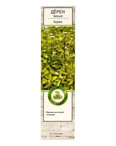 Дерен белый «Ауреа», саженец, декоративный, 1 шт., туба Поиск