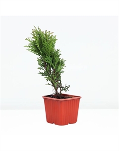 Саженец Туя западная «Даника», Р9, 1 шт., h=3-20 см Поиск