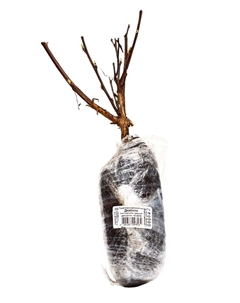 Пузыреплодник калинолистный (Серия Северный сад) "Диаболо" 1 шт, туба, Лето 2025 Поиск