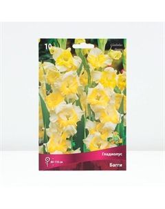 Гладиолус крупноцветковый «Багги», луковица цветов в пакете с перфорацией, р-р 10/12, 10 шт. Поиск