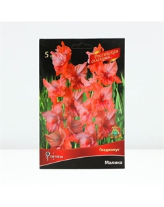 Гладиолус крупноцветковой «Российская селекция Малика», луковица цветов в пакете с перфорацией, р-р 10/12, 5 шт. Поиск