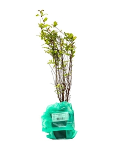 Гранат карликовый «Нана», саженец декоративный, цветущий, туба, 1 шт. Поиск