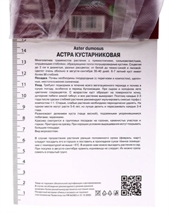 Астра кустарниковая «Блау Лагуне», корневище в пакете с торфогрунтом, р-р I, 1 шт. Поиск