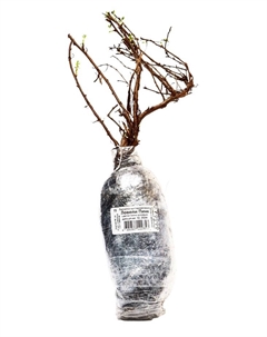 Лапчатка кустарниковая "Ловели Пинк", туба, 1 шт, Лето 2025 Поиск