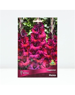 Гладиолус крупноцветковый «Малер», луковица цветов в пакет с перфорацией, р-р 10/12, 10 шт. Поиск