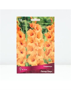 Гладиолус крупноцветковый «Питер Пирс », луковица цветов в пакете с перфорацией, р-р 10/12, 10 шт. Поиск
