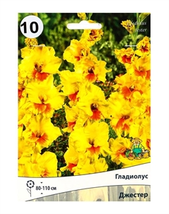 Гладиолус крупноцветковый «Джестер», луковица цветов в пакете с перфорацией, р-р 10/12, 10 шт. Поиск