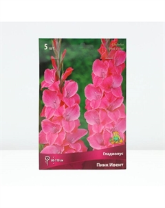 Гладиолус крупноцветковый «Пинк Ивент», луковица цветов в пакете с перфорацией, р-р 12/14, 5 шт. Поиск