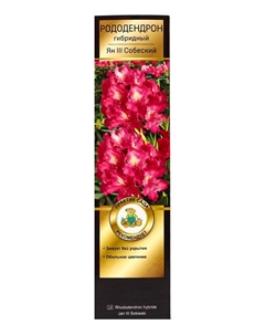 Рододендрон гибридный Люкс "Ян III Собеский", туба, 1 шт, Лето 2025 Поиск