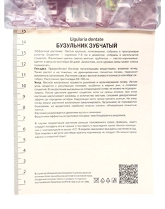 Бузульник зубчатый «Отелло», корневище в пакете с торфогрунтом, р-р I, 1 шт. Поиск