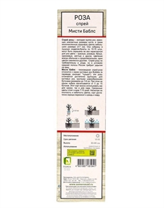 Саженец Роза спрей "Мисти Баблс", туба, 1 шт, Лето 2025 Поиск