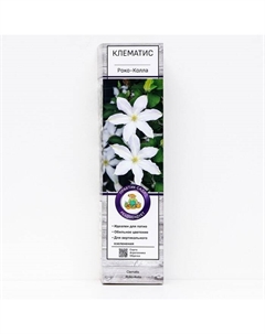 Клематис крупноцветковый "Роко-Колла ", саженец, цветущий, лиана, 1 шт., туба Поиск
