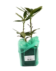 Рододендрон гибридный "Саффрано", туба, 1 шт, Весна 2025 Поиск