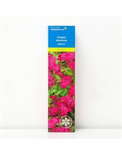 Спирея японская (Серия Северный сад) "Фробели" 1 шт, туба, Лето 2025 Поиск