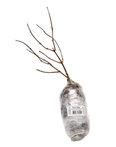 Гортензия метельчатая "Пинк Леди", туба, 1 шт, Весна 2025 Поиск