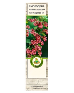 Смородина кроваво-красная "Кинг Эдвард VII", туба, 1 шт, Лето 2025 Поиск