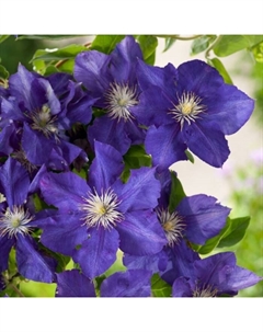 Саженец Клематис крупноцветковый Рапсоди, С2 горшок, Н20-40 высота, 1 шт., Лето 2025 Поиск