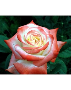 Саженец Роза чайно-гибридная Императрица Фара, C3.5 горшок, Н25-45 высота, 1 шт. Поиск