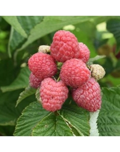 Саженец Малина Таруса, С2 горшок, Н20-40 высота, 1 шт. Поиск